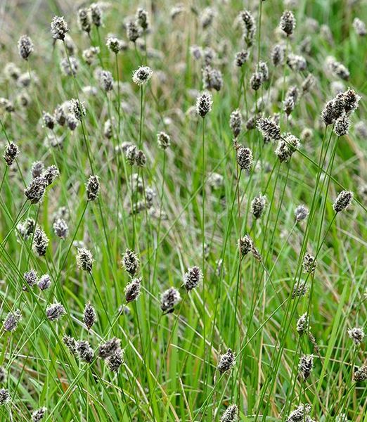 Sesleria heufleriana